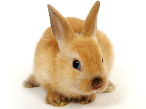 cruelty-free-bunny-2[1]